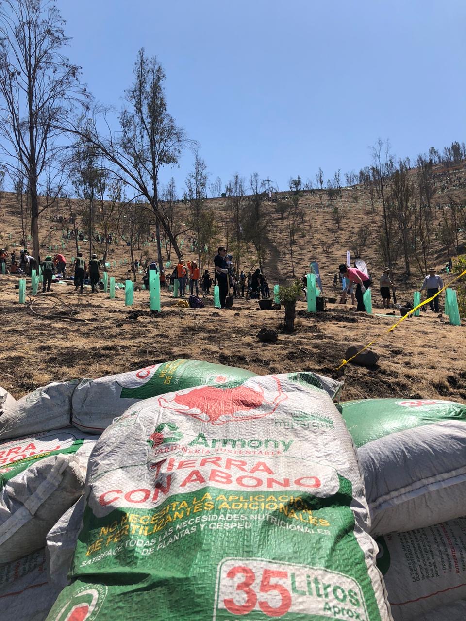 Armony Sustentable participó de la reforestación más grande en la historia de Chile