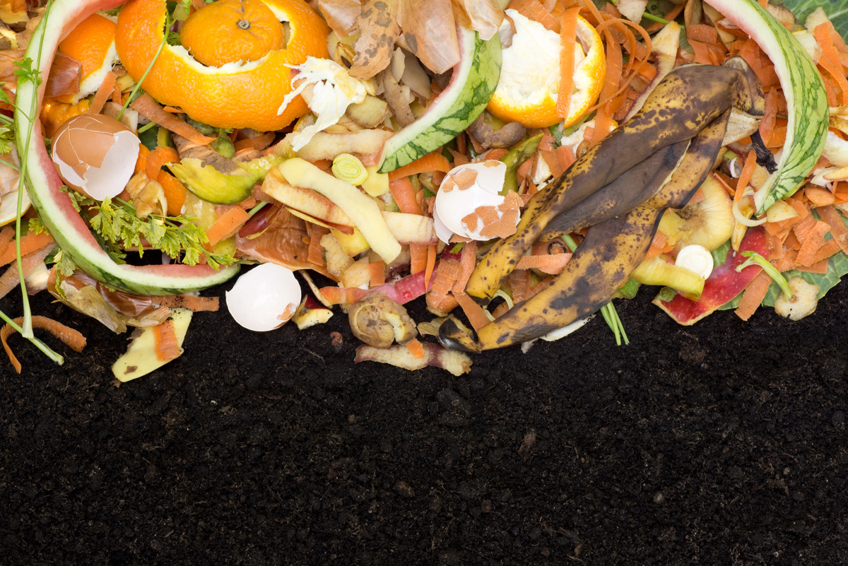 ¿Sabías qué el compost es la mejor opción para nutrir tus plantas?