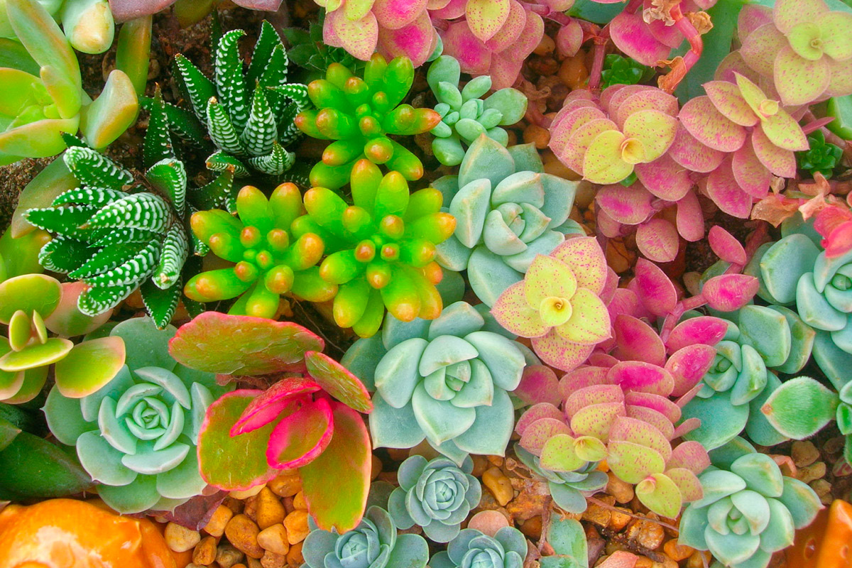 Jardín de suculentas