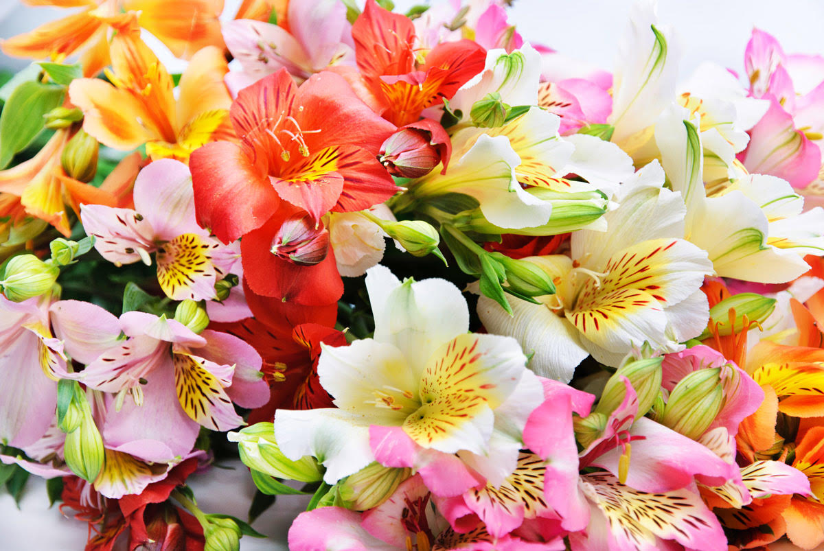 Alstromeria