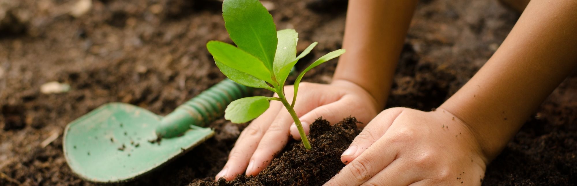 Consejos para plantar en otoño